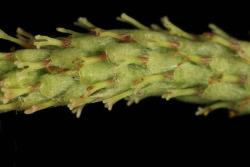 Salix eleagnos. Female catkin showing long style base and bifid style arms.
 Image: D. Glenny © Landcare Research 2020 CC BY 4.0